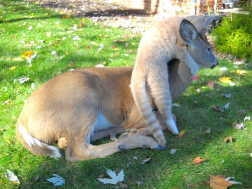 cursed-amulet:my dream is to live in a place where cute forest critters wander into my yard and make friends with my pets 