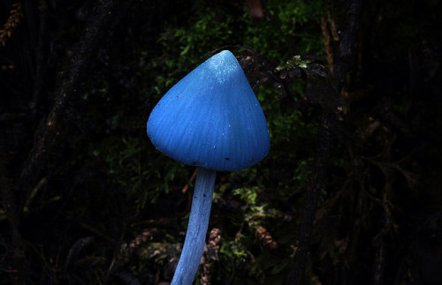 Not one of the Smurfs. by volvob12b on Flickr.