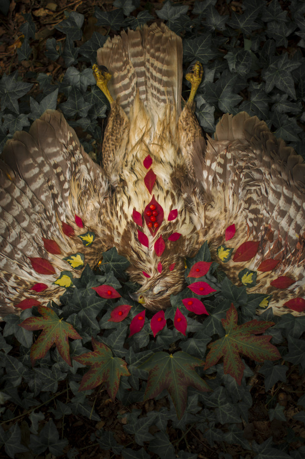 artofmaquenda:    A guy from the train staff was removing a dead animal from the