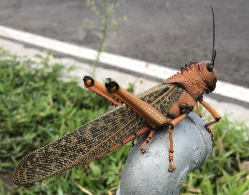 onenicebugperday:Giant red-winged grasshopper, Tropidacris cristata, Romaleidae Found in Mexico