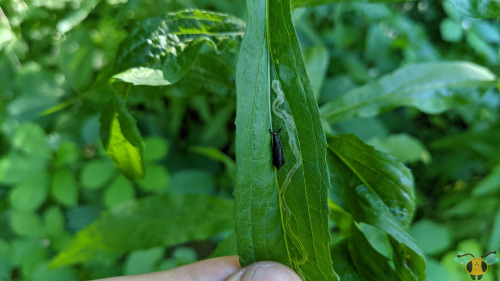 Black Dancer Caddisfly - Mystacides sepulchralisThe year 2021 was a great year for finding and obser