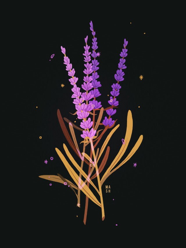 My Northern California botanical series. “English Lavender”, “Eucalyptus”, and “California Poppy”. Find prints and more.