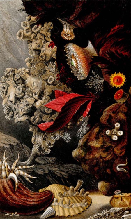 boudhabar: Corals & Sea Anemones - 1860 - Philip Henry Gosse 