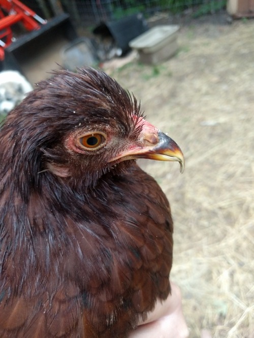 Scenes on the farm: most of the goats, a buckeye chicken with an overgrown beak before I clipped it,