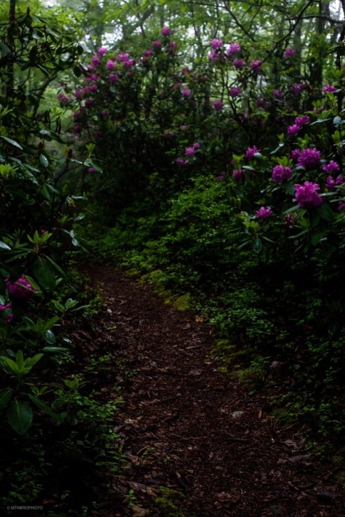 mountainbro:A Walk With The Rhododendron.Blue Ridge Mountains, Virginia.