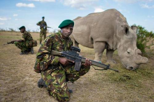 animalsandtrees:The year: 2014&ldquo;Bodyguards protect one of the six remaining last standing N