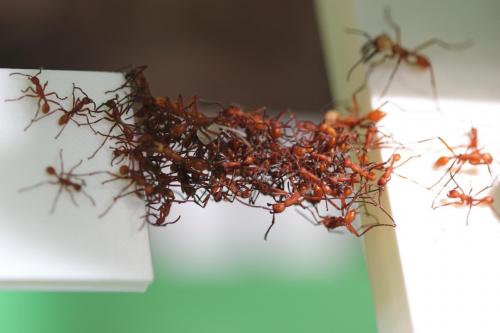 Marching through the forest in colonies up to a million strong, army ants are some of the most formi