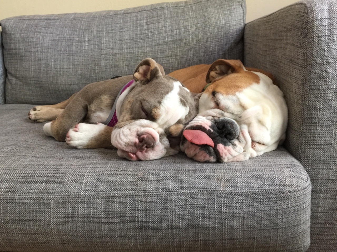 English Bulldog Love