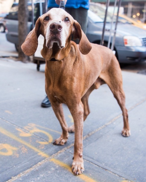 thedogist:Aro, Vizsla (15 y/o), 80th & Broadway, New York, NY • “He was born in Romania and came