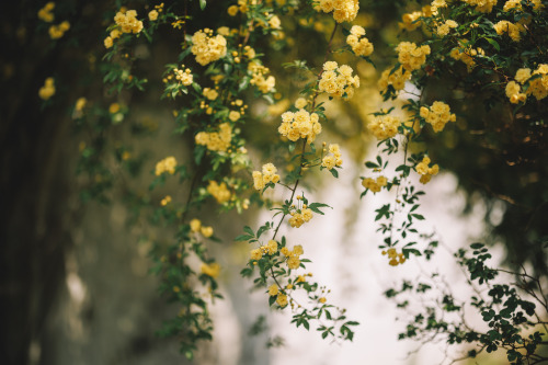 2022-04-24Cafe The fragrant gardenCanon EOS R6 + RF50mm f1.2LInstagram  |  hwantastic79viv