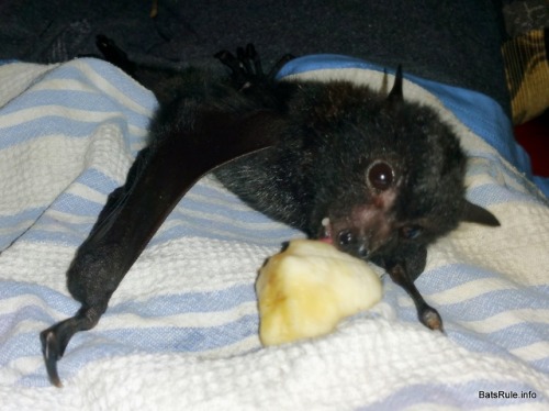 batsrule-info - http - //batsrule.info/2018/10/rehab-megabat-black-ma...