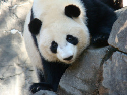 giantpandaphotos:  Po at Zoo Atlanta, Georgia. © LCNessie. 