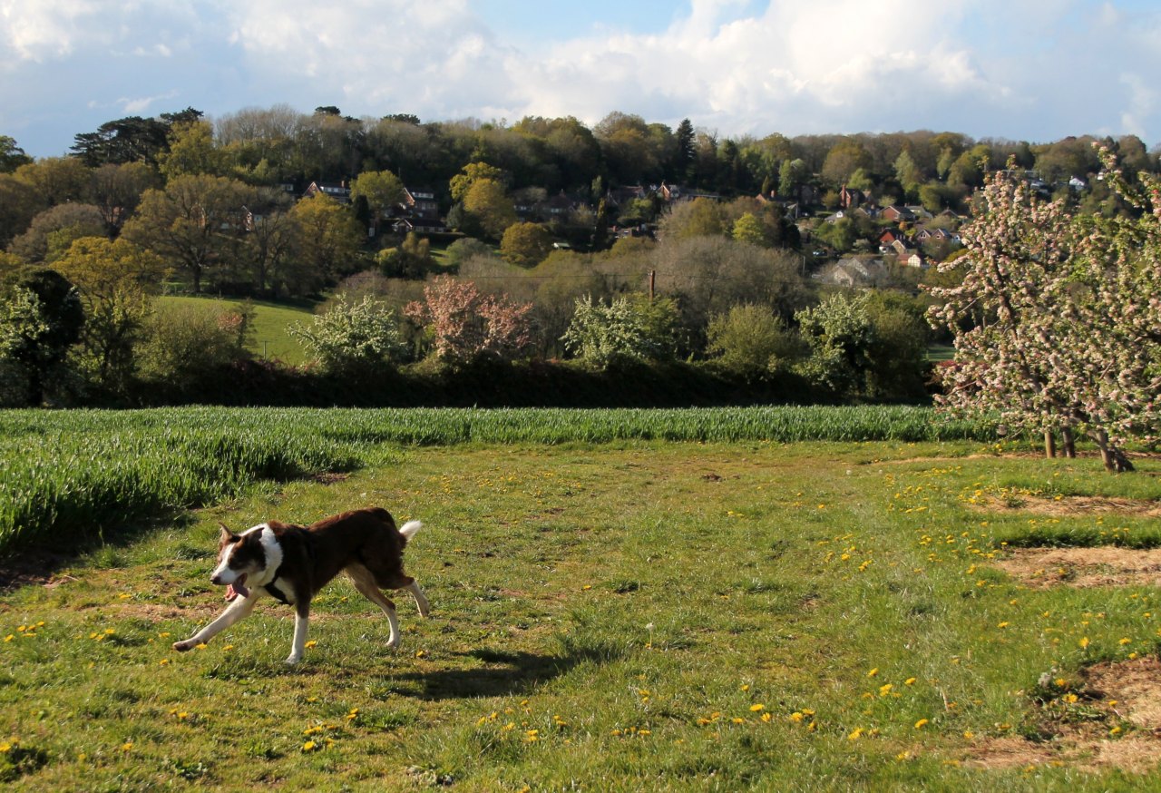 5th May I’d planned on a woodland walk but Flynn kept asking if we could go play in the orchards & crop fields (1st pic, he’