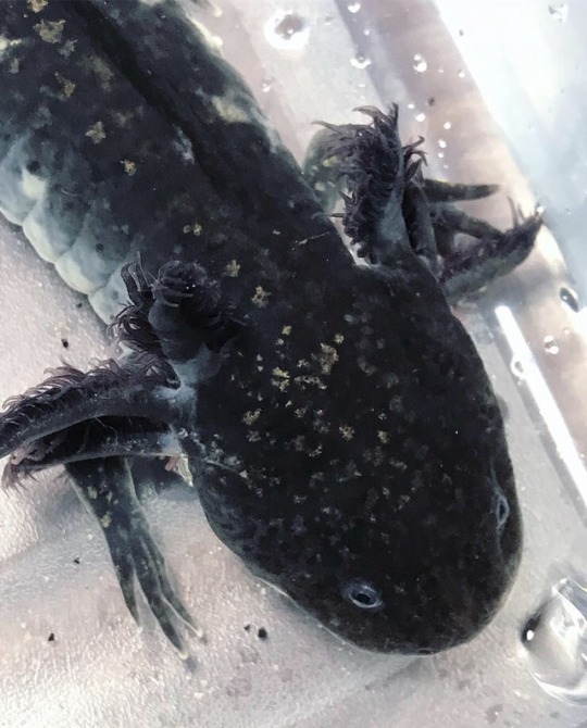 mosaic axolotl mosaic axolotl