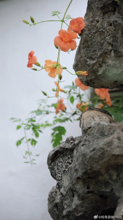 fuckyeahchinesegarden:chinese trumpet creeper in suzhou garden by 暗香盈袖1965