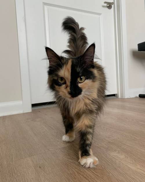 welikecatsandkittens:Help my friend name her new cat! Given name is Taffy #cats #cutecats #bestmeow