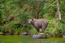 Fuck-Yeah-Bears:  The Look Out By Buck Shreck