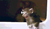 ladyartemesia:▨ today i made tiny chaos kitten gifs ▨▨ tiny chaos kitten is
