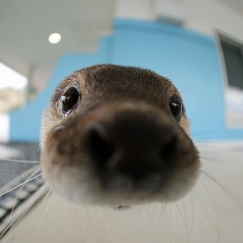 cuteness–overload:Otter close-upSource: http://bit.ly/2eV3unD