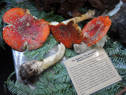 fungusqueen: elephantbitterhead: fungusqueen: An ode to Amanita Muscaria. Pictures are mine from the