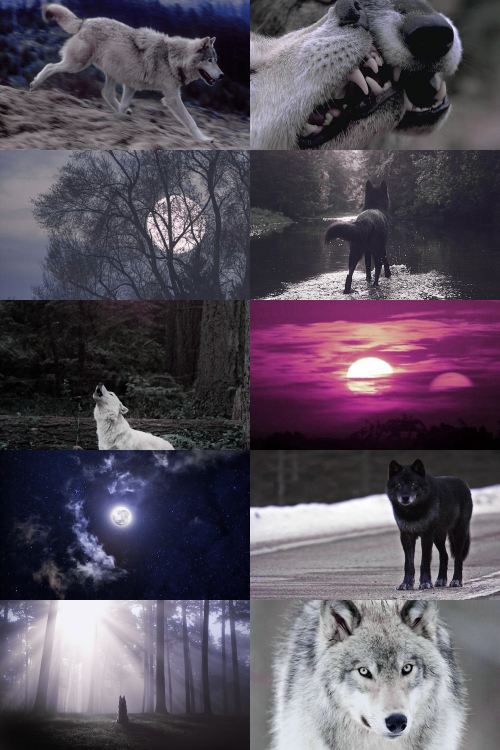 skcgsra:sköll and hati aesthetictwo wolves who are only mentioned in passing references that have to