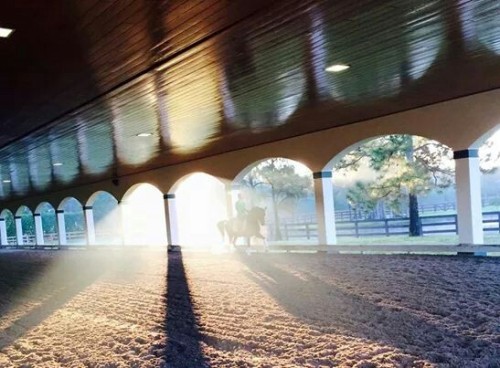 ladydressage:  Heaven….. X