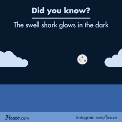 sharkhugger:  cucubert:  sharkhugger:  animatedfacts:  “The glowing breed of shark is known as the swell shark, or Cephaloscyllium ventriosum, and is fluorescent thanks to a protein within its skin that glows bright green when activated by blue light.