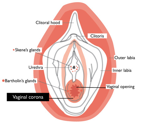 theladycheeky:  My Corona: The Anatomy Formerly Known as the Hymen &amp; the