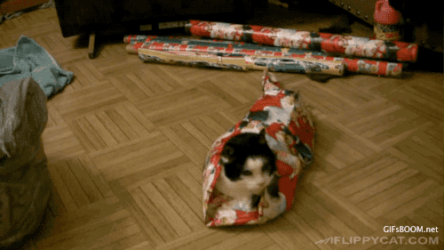 Porn gifsboom:  Video: How to Wrap Your Cat for photos