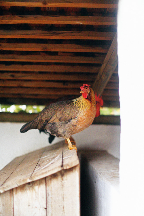 Two roosters hanging around. 