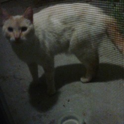 biggertigers:  Two friendly neighborhood cats in my area. They like to hang out on my patio.  Unfortunately, the Flame-point Siamese (I call her Katniss) is recently homeless. Her previous owners kicked her out when they got a German Shepherd, and she