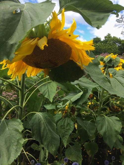 anovembersparrow:sunflowers are my aesthetic™