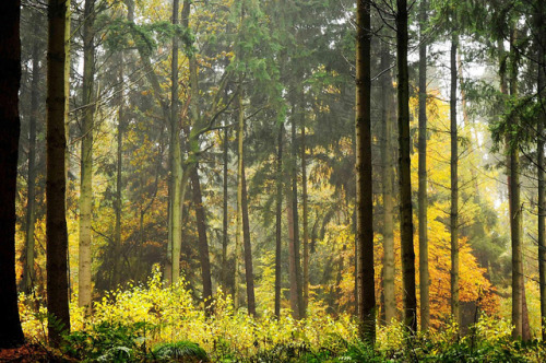 Die Buchenhand - Herbst im Baccumer Wald; Lingen by Chironius