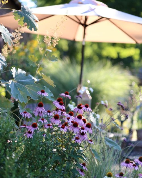 Pandemic gardens got a LOT of extra attention and it shows  . . . . #pandemicgardening #vermontlife 