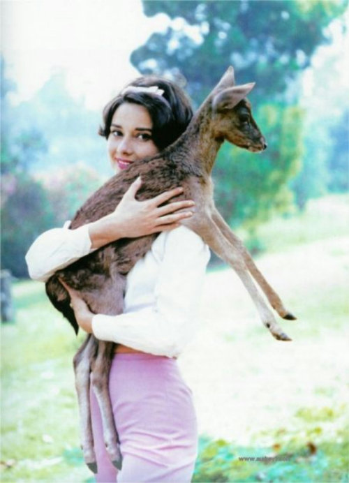 Audrey Hepburn and her deer Pip.Photo by Bud Fraker