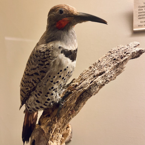 highways-are-liminal-spaces:Extinct birds at the Field Museum, Chicago