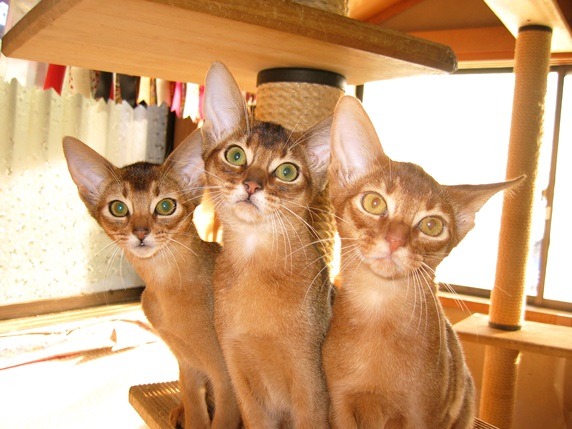 Petlives ペットライブス ブログ 美しいアビシニアン の魅力が満載 キャットブリーダー稲富理香さんの連載 もっと愛猫とラブlife 更新