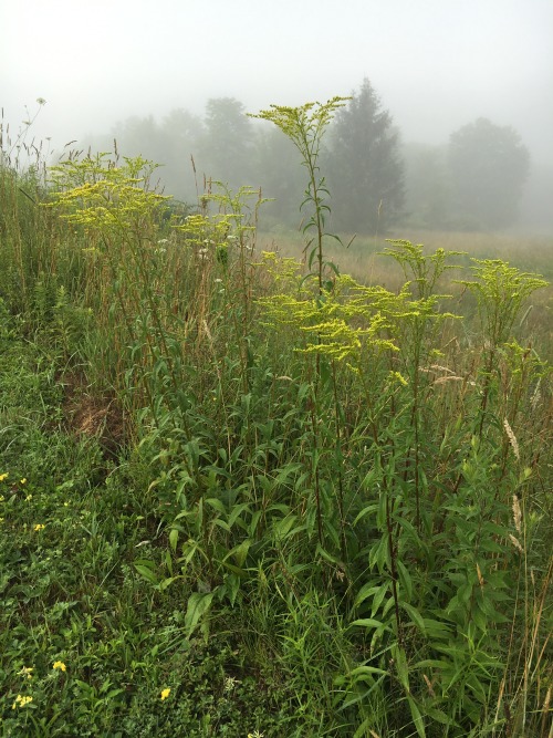 wildflowers of Catskills