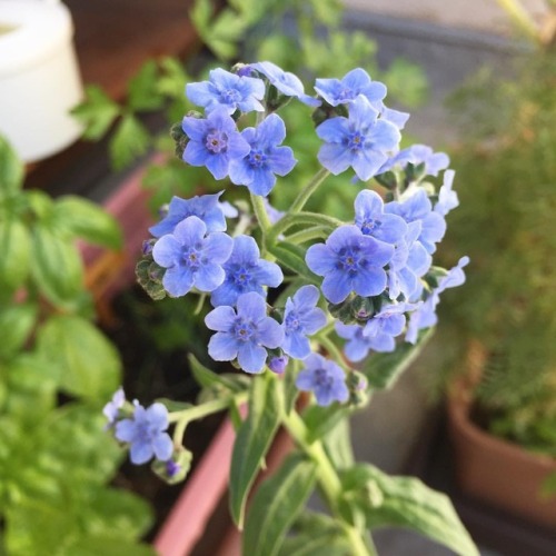 Apparently I already forgot about these “forget-me-not” flowers cuz this whole time they