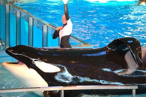 56-blackfish: Gender: MalePod: N/APlace of Capture: Born at Sealand of the PacificDate of Capture: B