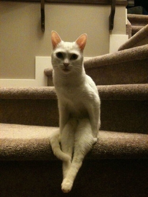 sm980: jetgreguar:  shadowcat:  pictures of cats tht make me uncomfortable  choose your fighter  