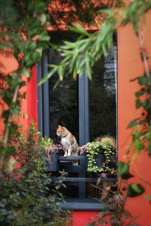 ambermaitrejean:Portraits of neighborhood cats. Photo by Amber Maitrejean