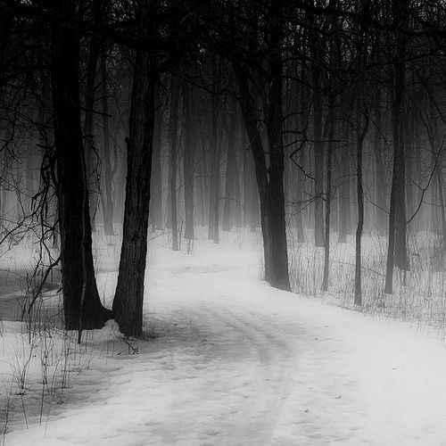 zoeflake:“Forest Path in Winter Fog” 