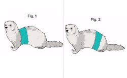 ferretix:  verybluebirdy:   ferretix:  the fact that the way ferrets wear tube tops was a debacle online is so breathtakingly gorgeous to me…  like… tumblr asking the real questions.  (it’s fig. 1, by the way. fight   me.)  i thought it would obviously