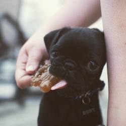 hthphotography:  Distracted chewing #pug