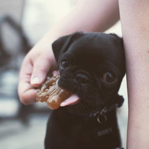 Porn Pics hthphotography:  Distracted chewing #pug