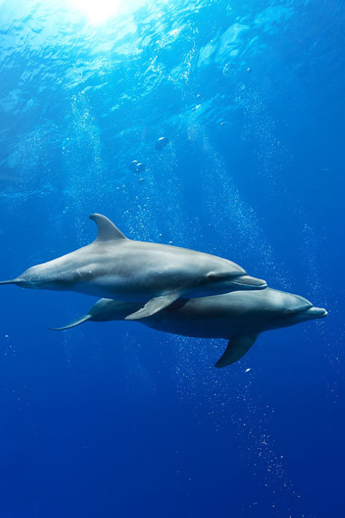 asthmas:  Dolphins swimming underwater 