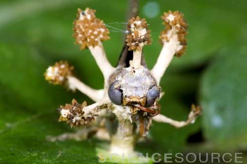 sciencesourceimages - Beware The Zombie Maker!The insects above...