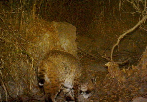 Bobcat - Griffith Park 