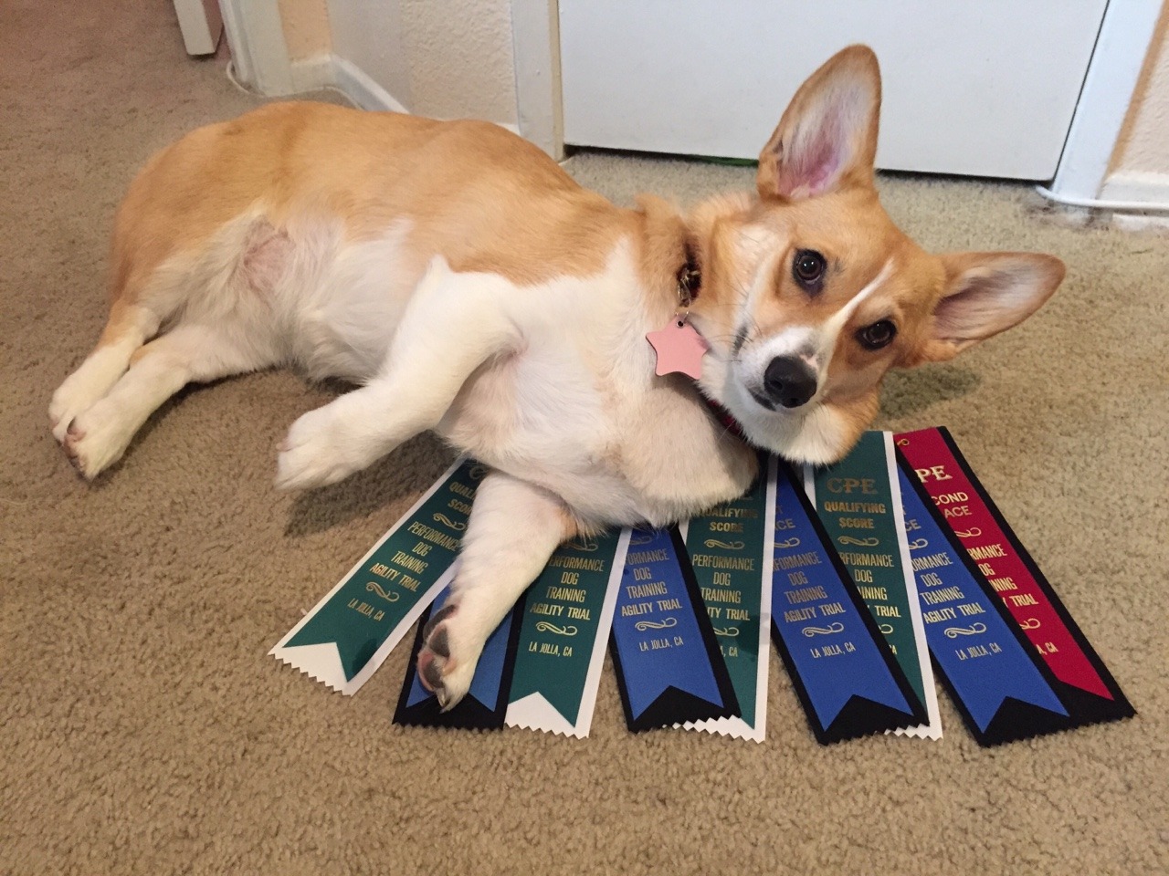 emmathebean:  gatsbyadventures:So a couple Corgi Ladies and I were talking about